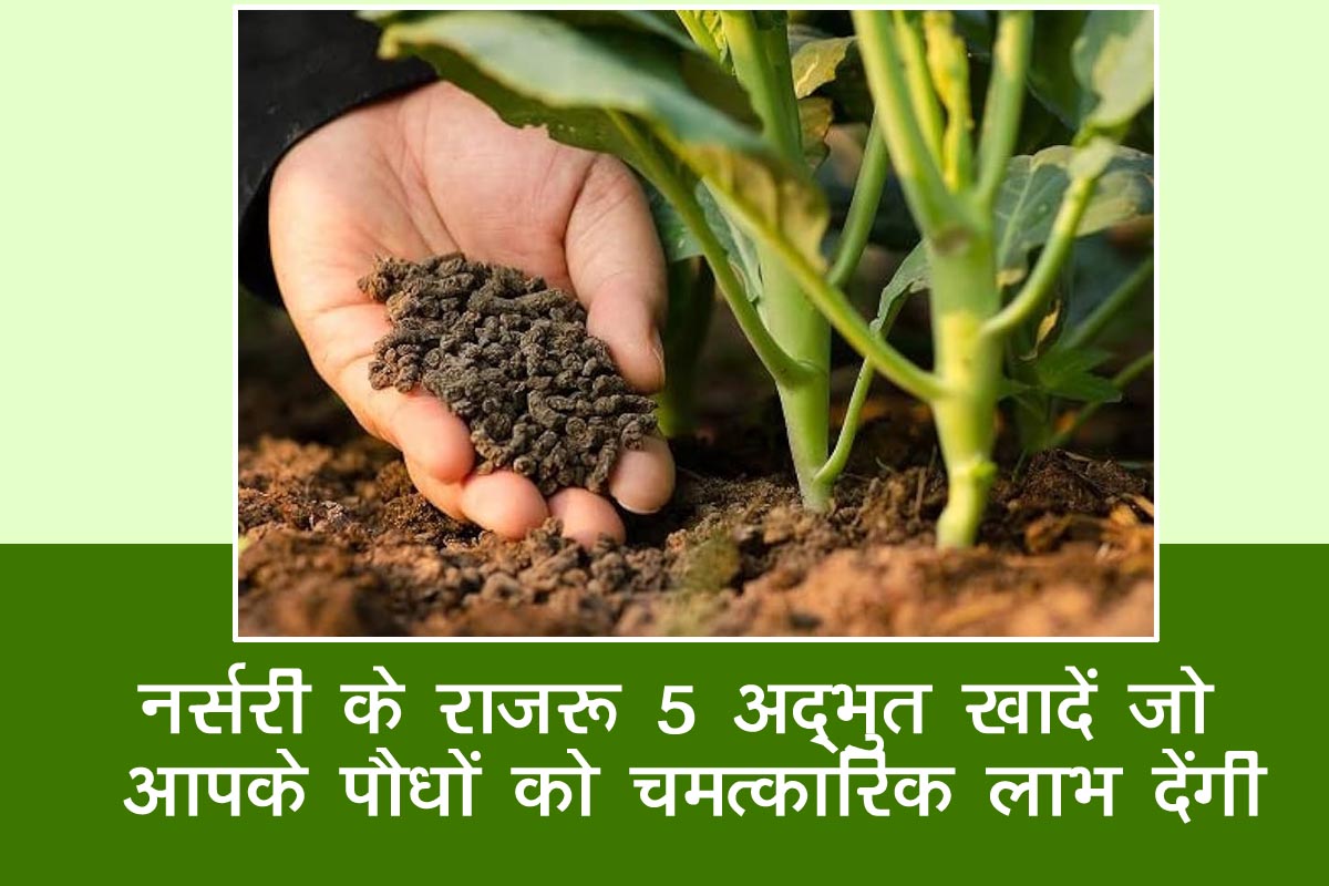 Nursery Secrets: 5 Amazing Fertilizers That Will Do Miracles for Your Plants
