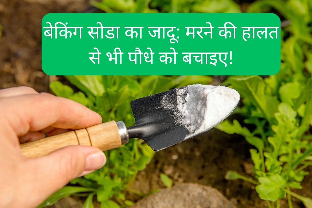 The Magic of Baking Soda: Save a Plant from Dying