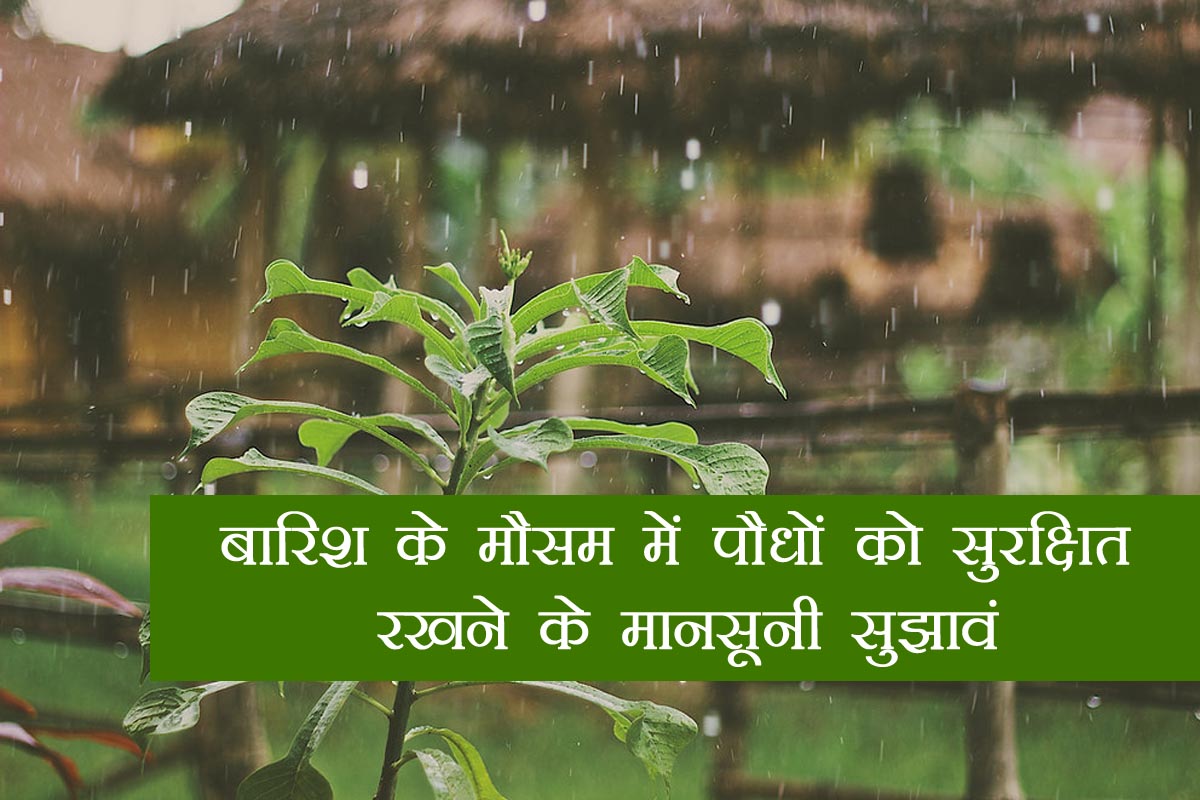 Monsoon tips to keep plants