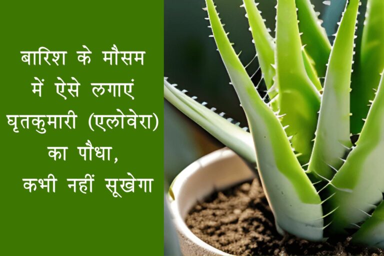 plant-aloe-vera-plant-in-this-way-during-rainy-season